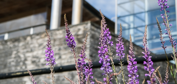 Blodau gwyllt a glaswellt yn tyfu ar ochr adeilad y Senedd.